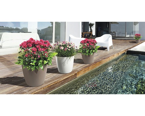 Scéna s několika květináči s rostlinami na dřevěné terase vedle bazénu