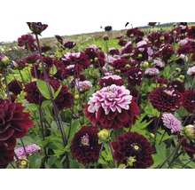 Pole s kvetoucími dahliemi