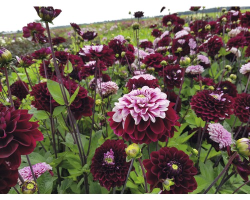 Pole s kvetoucími dahliemi