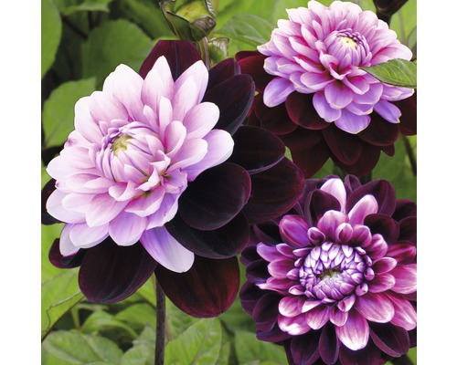 Detailní pohled na květy jiřin s tmavými a světlými okvětními lístky