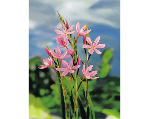 Kvetoucí rostlina Schizostylis Coccinea na zahradě