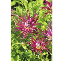 Detailní záběr květů jiřin v zahradě