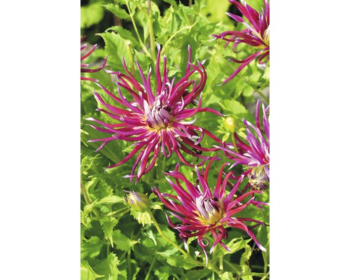 Detailní záběr květů jiřin v zahradě