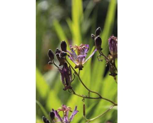 Detail kvetoucí rostliny žabího lilku