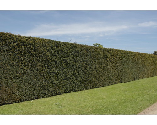 Dlouhý, stříhaný živý plot na zahradě