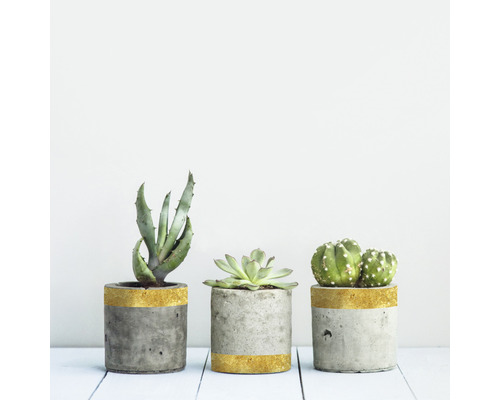 Tři cementové květináče s aloe, sukulentem a kaktusem