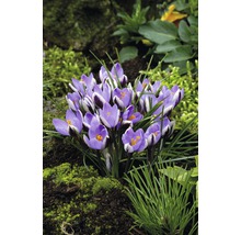 Krokusy botanické 'Spring Beauty' FloraSelf 12 ks-thumb-4