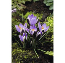 Krokusy botanické 'Spring Beauty' FloraSelf 12 ks-thumb-3