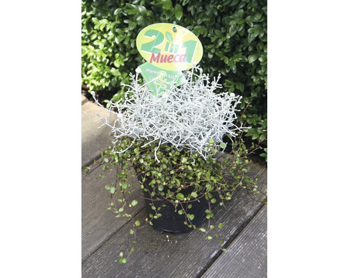 Okrasná rostlina 2 v 1 v květináči