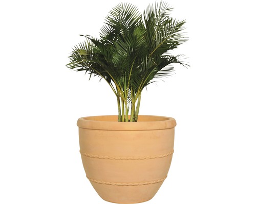 Zlatá palma v terakotovém květináči