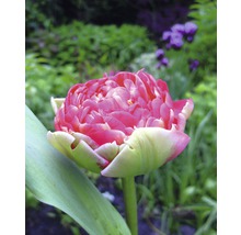 Tulipány Pinksize Premium 8 ks