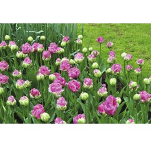 Tulipány Pinksize Premium 8 ks