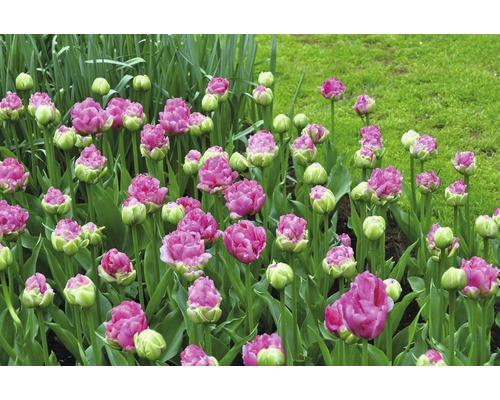 Detailní záběr tulipánů v zahradním záhonu