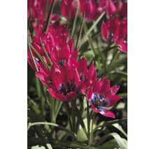 Detailní záběr červených planých tulipánů v zahradním záhonu