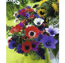 Sasanka FloraSelf Anemone coronaria 'De Caen' 15 ks