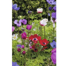 Sasanka FloraSelf Anemone coronaria 'De Caen' 15 ks