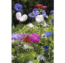 Sasanka FloraSelf Anemone coronaria 'De Caen' 15 ks