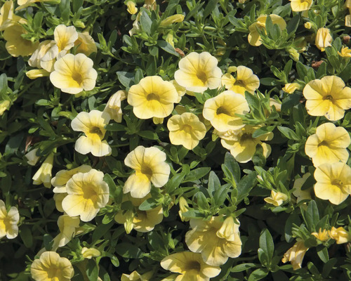 Žluté květy Million Bells s zelenými listy