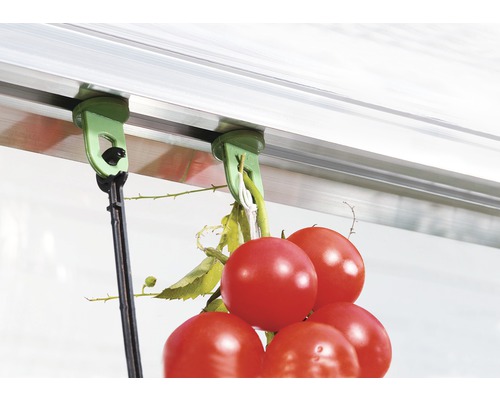 Rajčata na držáku skleníku s klipem a provázkem