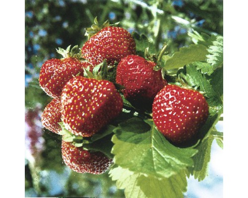 Jahodník stáleplodící Ostara FloraSelf balení 6 ks Jahodník stáleplodící Ostara FloraSelf balení 6 ks
