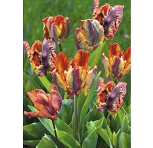 Tulipány Premium 'Rasta Parrot' 5 ks