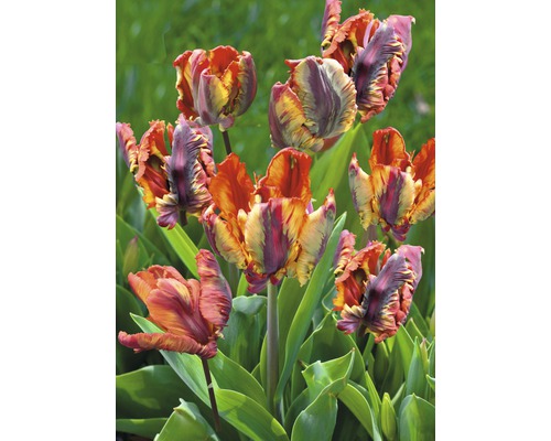 Vícebarevné tulipány na zahradním záhonu