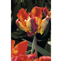 Tulipány Premium 'Rasta Parrot' 5 ks
