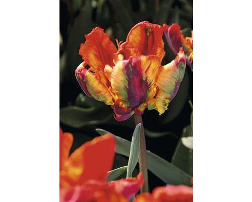 Detailní záběr plamenného papouščího tulipánu