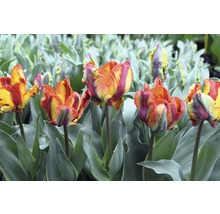 Tulipány Premium 'Rasta Parrot' 5 ks