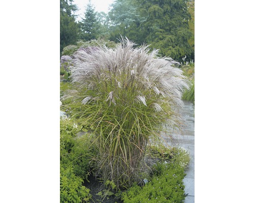 Ozdobnice čínská FloraSelf Miscanthus sinensis 'Kleine Silberspinne' výška 10-100 cm květináč 3 l