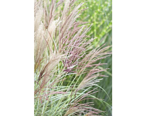 Ozdobnice čínská FloraSelf Miscanthus sinensis 'Silberfeder' 5-50 cm květináč 0,5 l