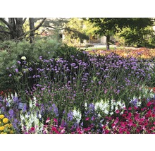 Sporýš argentinský FloraSelf Verbena bonariensis výška 10-40 cm květináč 3 l
