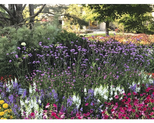 Sporýš argentinský FloraSelf Verbena bonariensis výška 10-40 cm květináč 3 l Květinový záhon s různými kvetoucími rostlinami venku