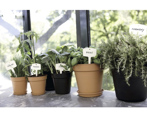 Různé bylinky a zelenina v květináčích s rostlinnými štítky