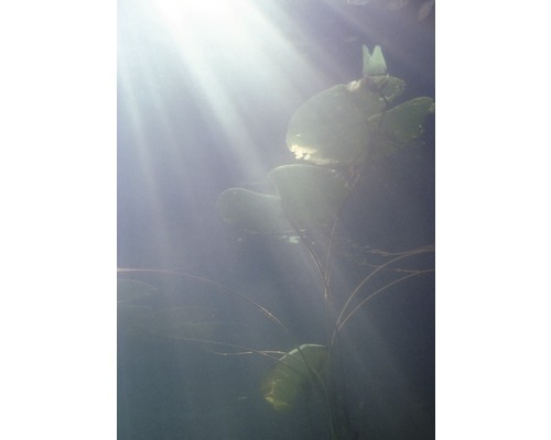 Listy leknínů ve vodě se slunečním světlem