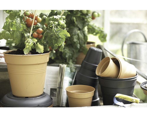 Sazenice rajčat v květináči a květináče ve skleníku