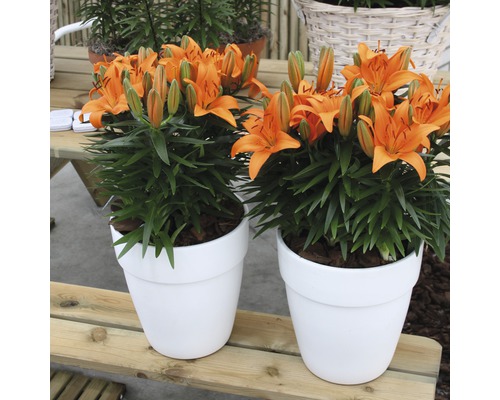 Dvě oranžové lilie v bílých květináčích na dřevěném stole.