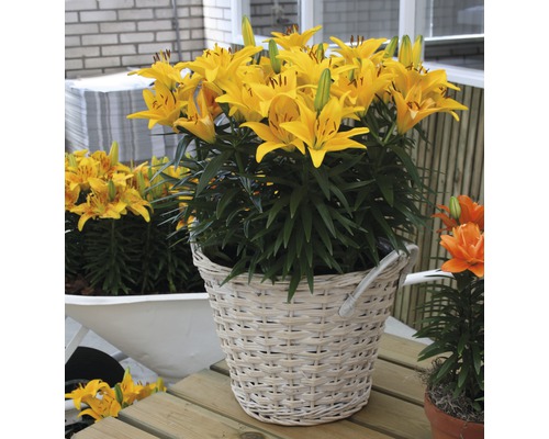 Žluté lilie v proutěném košíku jako zahradní dekorace