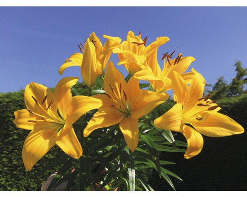 Žluté květy lilií se zelenými listy na pozadí modré oblohy