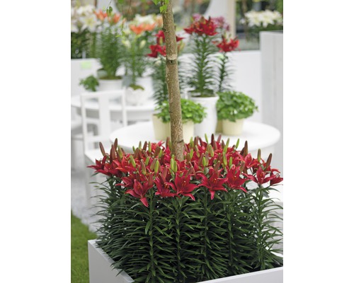 Červené květenství lilie v květináči s malým stromkem