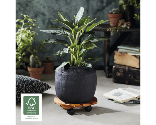 Pokojová rostlina v květináči na podložce s kolečky a pečetí FSC