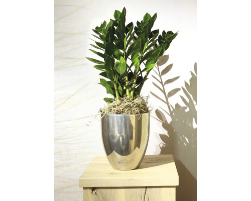 Zamioculcas ve stříbrném květináči na stole