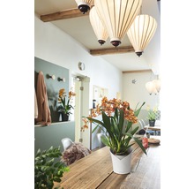 Světlý interiér s jídelním stolem, závěsnými lampami a hrnkovými rostlinami