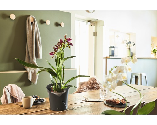 Dekorace jídelního stolu s hrnkovou rostlinou a nádobím ve světlé a přátelské atmosféře.