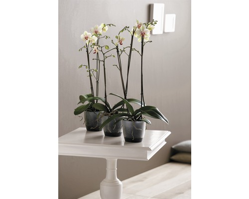 Tři orchideje v květináčích na bílém stole