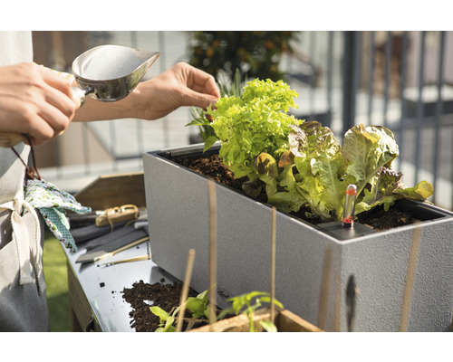 Osoba plní vyvýšený záhon sazenicemi salátu a teploměrem