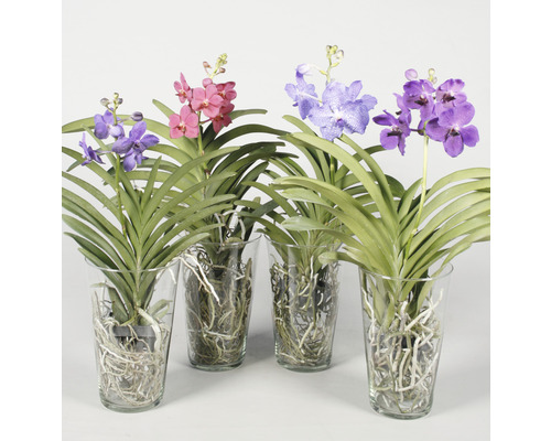 Orchidej Vanda Vanda coerulea FloraSelf 1 ks, různé barvy