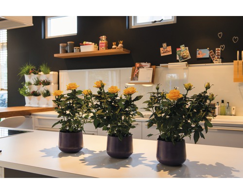 Tři žluté růže v květináčích na kuchyňské lince.