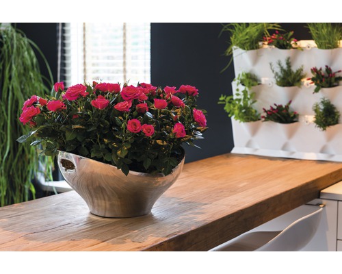 Stolní dekorace s růžemi ve stříbrném květináči a nástěnnými rostlinami