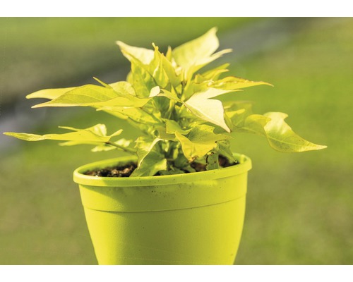 Mladá rostlina batáty v květináči